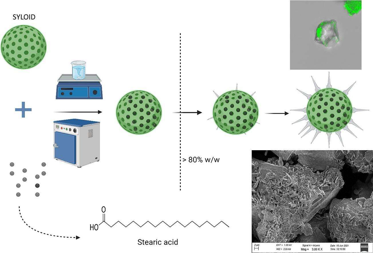Functionalization of Mesoporous Silica (SYLOID XDP 3050) with Stearic Acid for Enhanced Drug Delivery