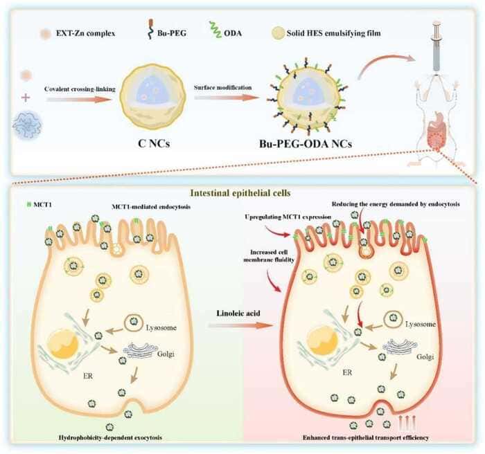 Linoleic Acid is Used for Enhancing Oral Nanocarrier Absorption via Cell Membrane Fluidity Modulation