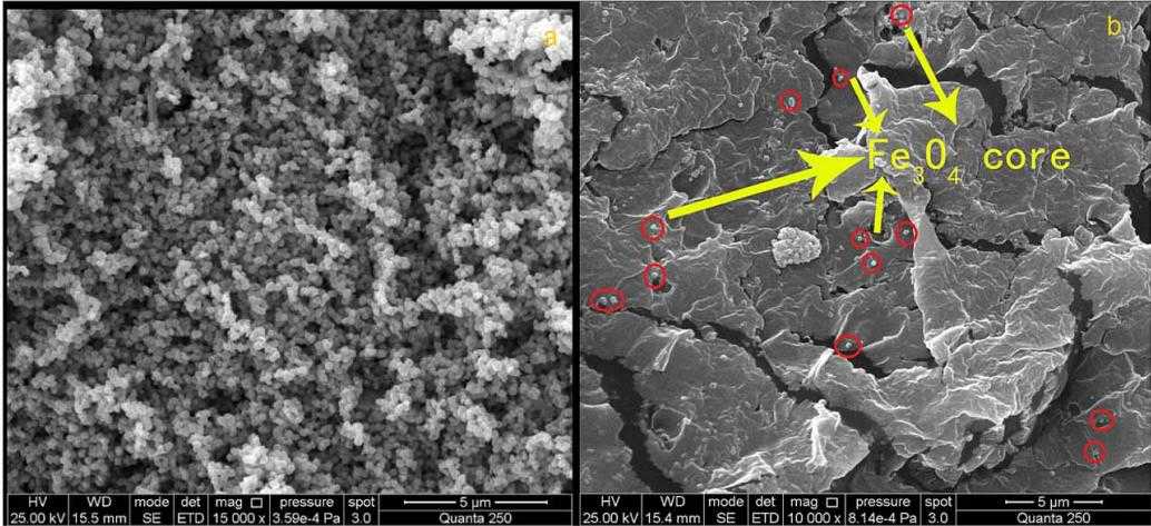 Synthesis of a Novel Magnetic Polyacrylamide Coagulant
