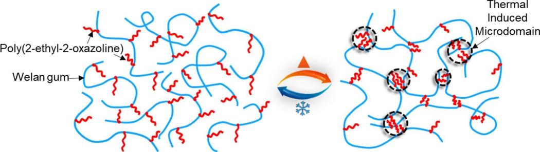 Modification of Welan Gum with Poly(2-ethyloxazoline) to Obtain Thermoviscosifying Polymers for Enhanced Oil Recovery