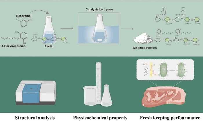 4-Hexylresorcinol Used for the Enzymatic Grafting Modification of Pectin to Enhance Antioxidant and Antibacterial Properties