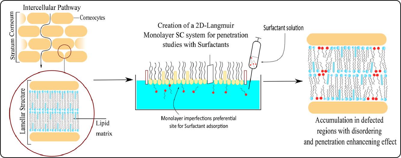 Sucrose Monolaurate as a Non-Ionic Surfactant for Enhancing Skin Penetration in Transdermal Drug Delivery