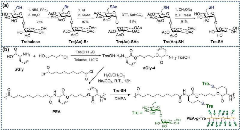 Synthesis of 6-bromo-6-deoxy-2,3,4,2',3',4',6'-hepta-O-acetyl-trehalose (Tre(Ac)-Br) using Trehalose