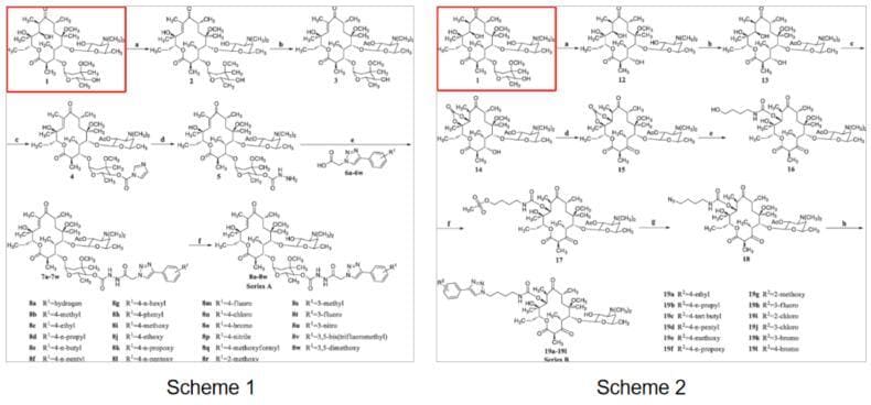 Synthesis of Novel Clarithromycin Derivatives Based on Clarithromycin