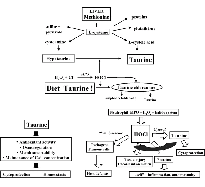 How Taurine Plays a Role in Inflammatory Diseases