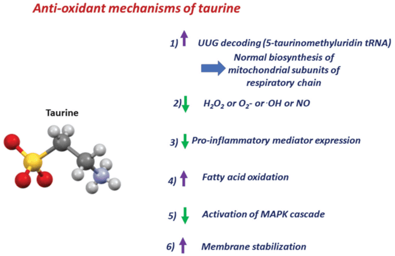 Protective Effect of Taurine Against Oxidative Stress